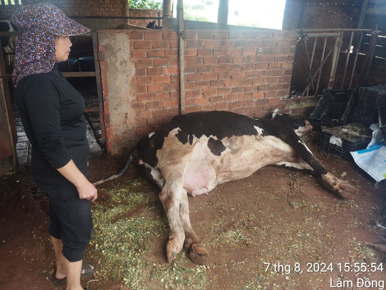 Người dân thẫn thờ nhìn bò chết nhưng không làm được gì