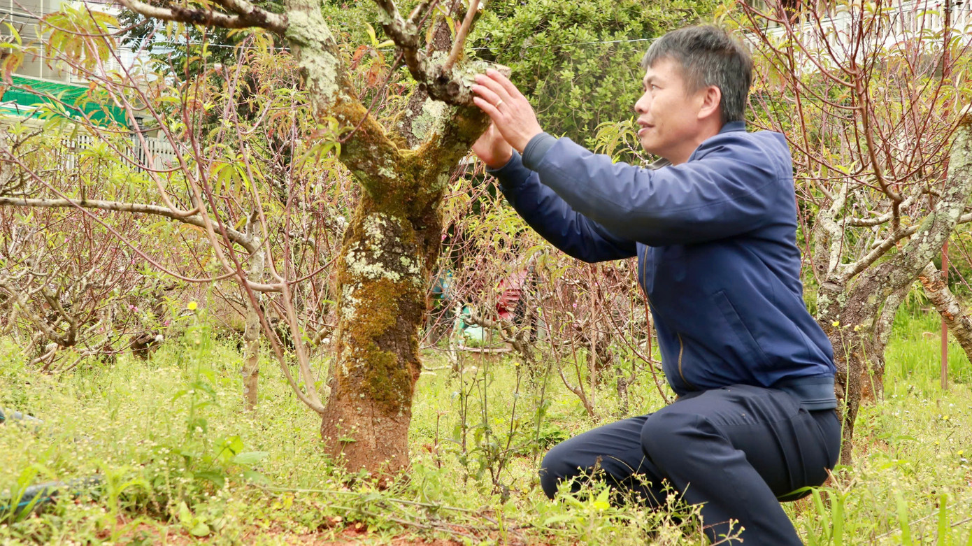 Tại Đà Lạt, đây là một trong những vườn đào nổi tiếng do sở hữu rất nhiều gốc đào cổ thụ, dáng cây độc lạ.