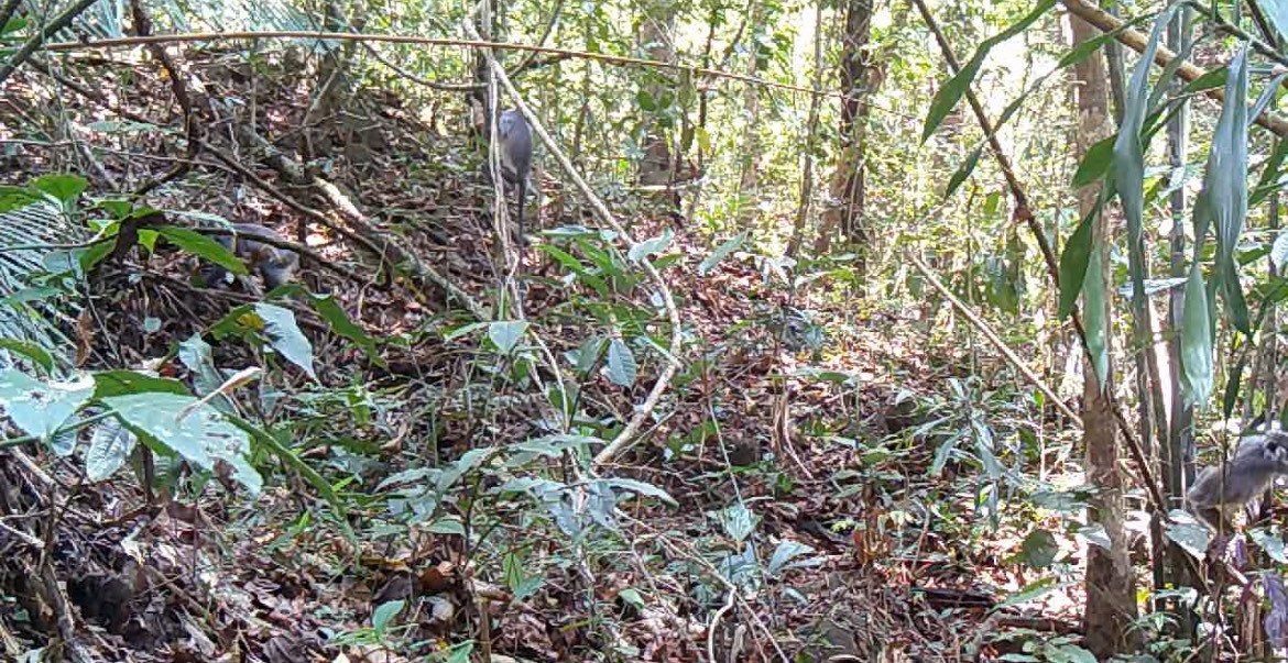 Đàn voọc bạc trên 8 con vừa phát hiện trong cánh rừng Ya Mô. Ảnh: Cắt từ clip Đàn voọc bạc trên 8 con vừa phát hiện trong cánh rừng Ya Mô. Ảnh: Cắt từ clip