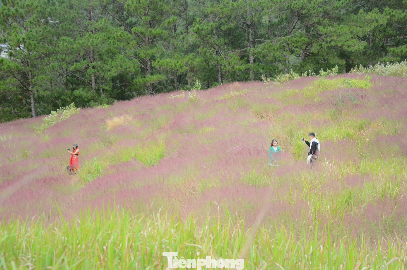 Cỏ lau hồng thường xuất hiện từ cuối tháng 11 đến hết tháng 12, tạo nên khung cảnh lãng mạn, đẹp như cổ tích trong tiết trời se lạnh của Đà Lạt.