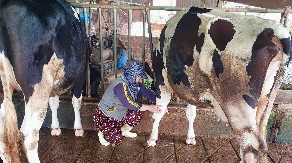 Người dân cho biết, nhiều con đang phục hồi thì sản lượng sữa bị giảm rõ rệt