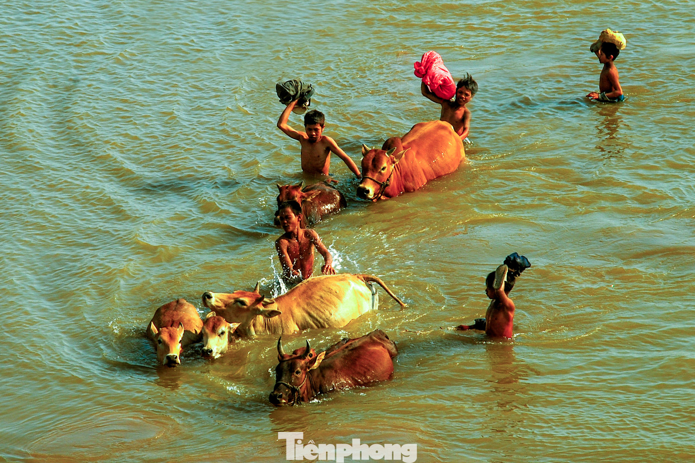 Cứ chiều về, lũ trẻ lại thoả thích bơi lội với những chú bò qua sông.