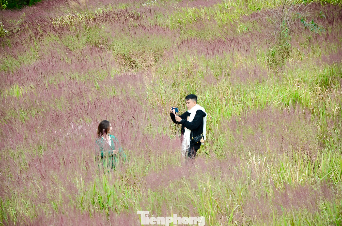 Cỏ lau hồng được ví như "cỏ của tình yêu" mang đến cảm giác nhẹ nhàng, yên bình giữa khung cảnh thơ mộng của Đà Lạt.