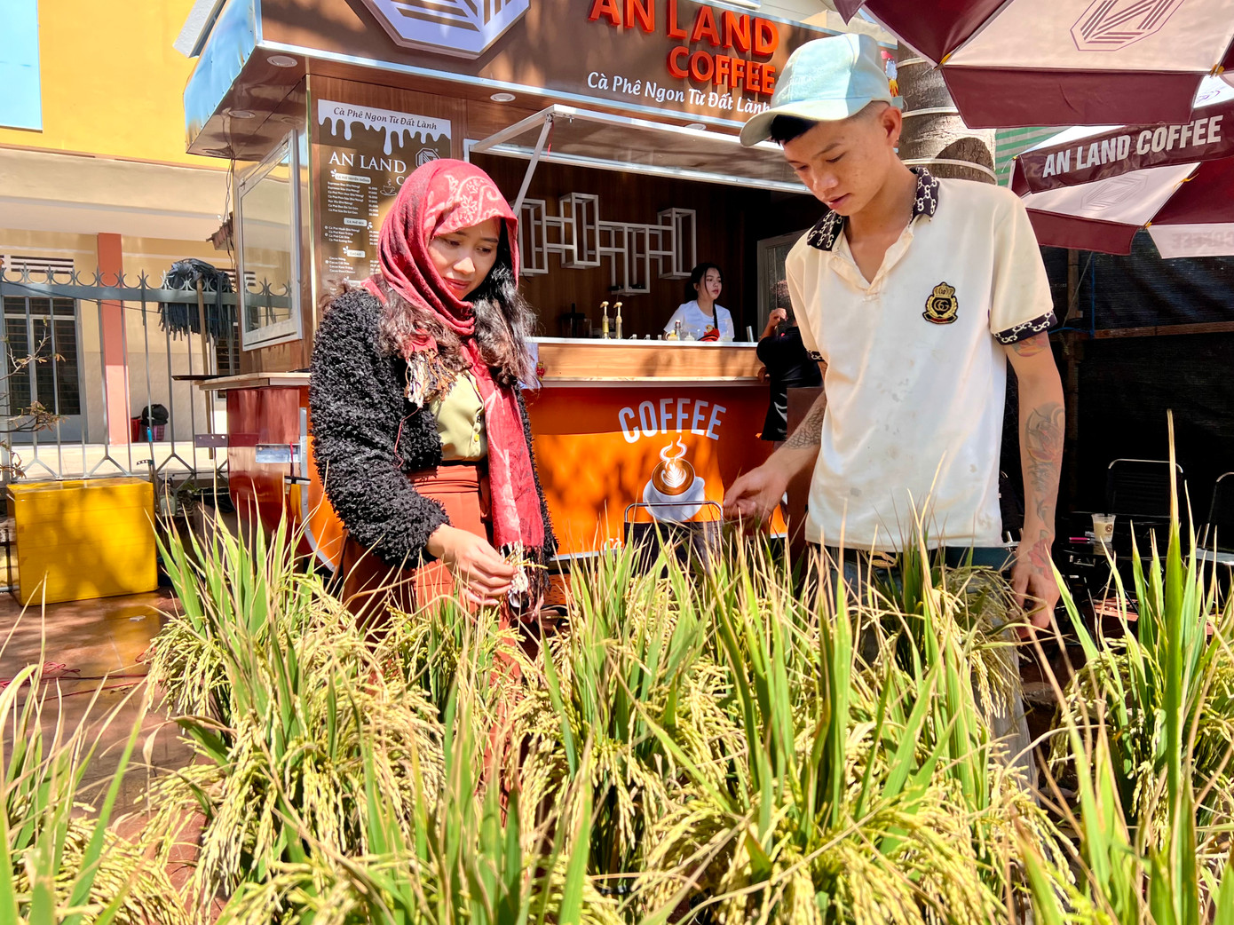 Nhờ mới lạ và ít người bán mà những chậu lúa thơm trĩu bông của anh Chu Văn Hiếu (trú xã Hoà Phú) được rất nhiều người dân mua về chưng Tết. Dịp Tết không phải là thời vụ lúa chín nên để có được loại cây cảnh mang hương đồng gió nội này người trồng phải chăm sóc rất công phu. Lúa này được anh nhập từ miền Tây về.
