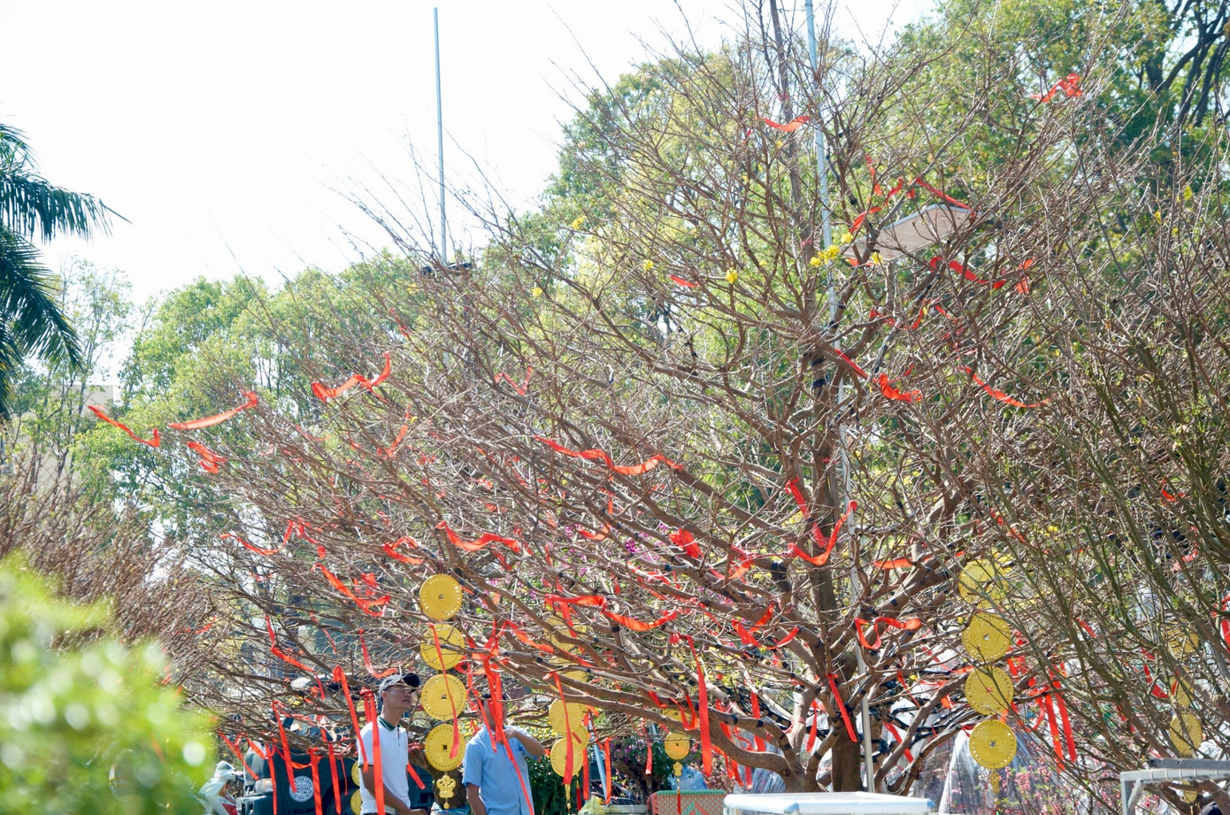 Cây này trước đây được nhà vườn mua của một người dân tại miền Tây. Cây có chiều cao 6m, đường kính tán rộng 5m. Dáng mai thế tự nhiên, 1 thân phân nhiều nhánh nhỏ đều.