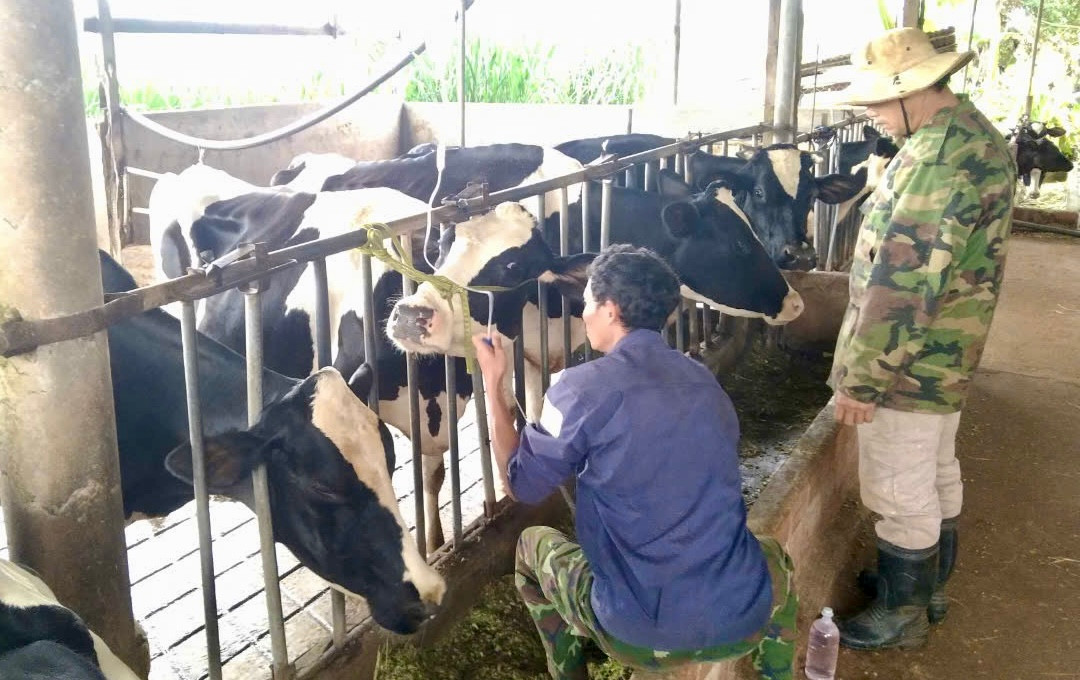 Người dân lo lắng đàn bò sẽ còn bị di chứng, ảnh hưởng đến các thế hệ sau