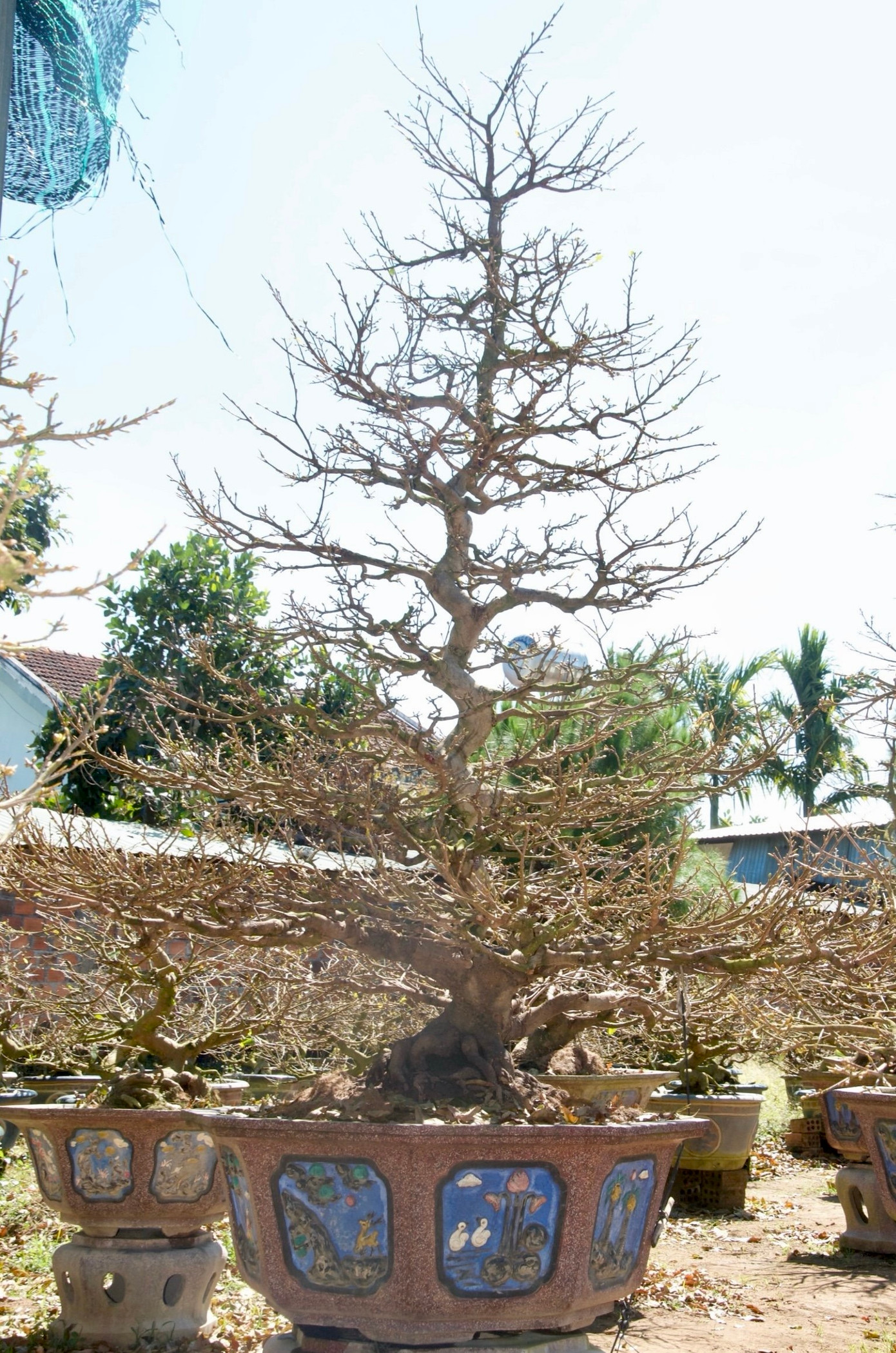 Ông Hòa chia sẻ, trong vườn có một gốc mai giảo giá trị nhất, khoảng 30 năm tuổi. Tuy nhiên chỉ cho thuê không bán vì gắn bó đã lâu với gia đình. Thế của cây mai này là thế dáng long - một thế mai cổ của vùng đất võ Bình Định. Cây mai có thân cao gần 3m, tán rộng gần 2m. Giá cho thuê 100 triệu trong khoảng 20 ngày.