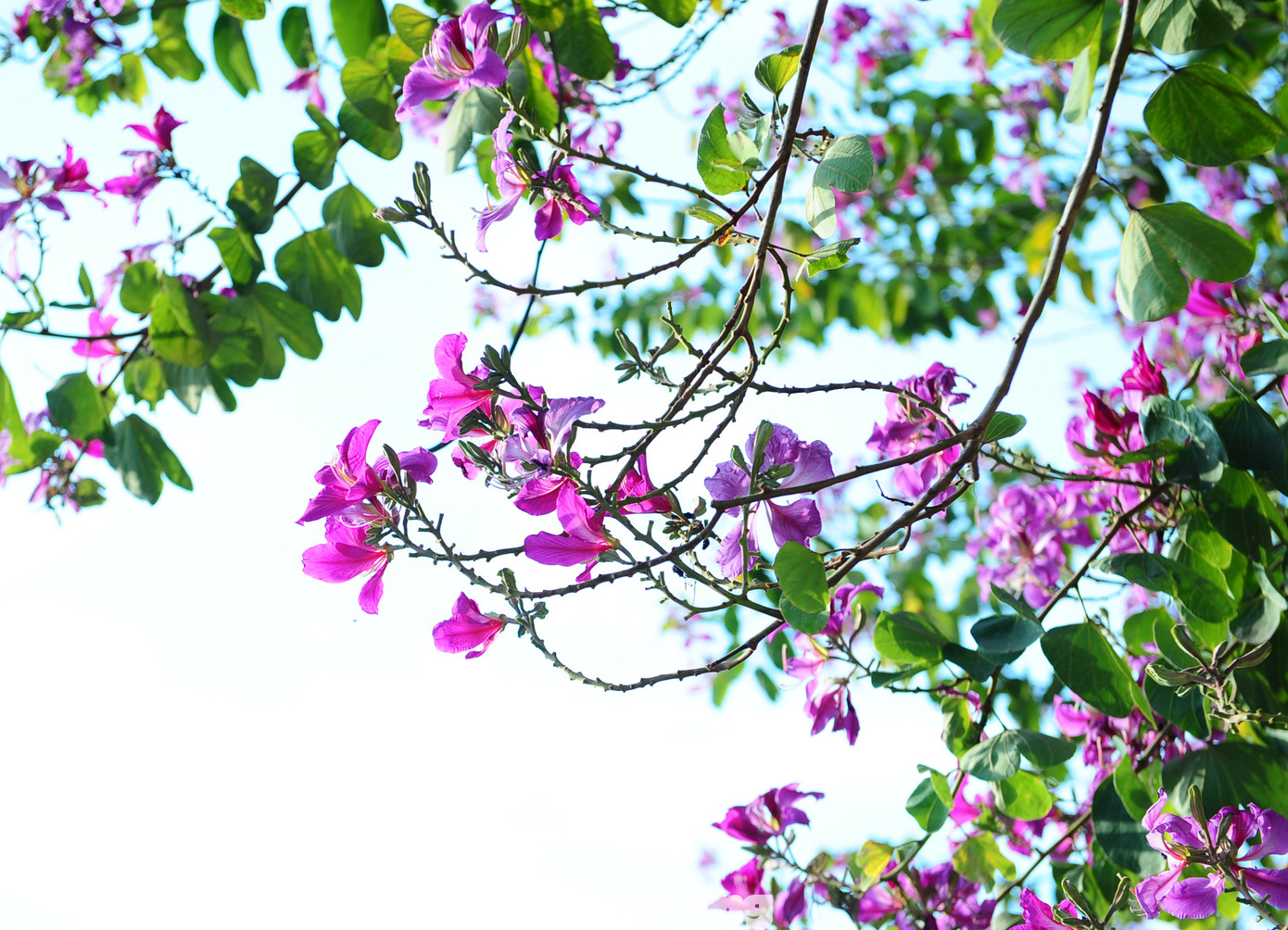 Hoa ban tím không có hương, mỗi bông hoa đều có 4-5 cánh, nhuỵ hoa màu hồng, gân hoa màu trắng tím.