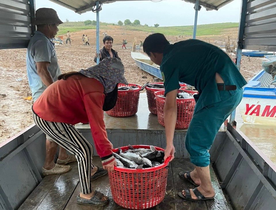 Cá chết được chính quyền hỗ trợ bán tháo Cá chết được chính quyền hỗ trợ bán tháo