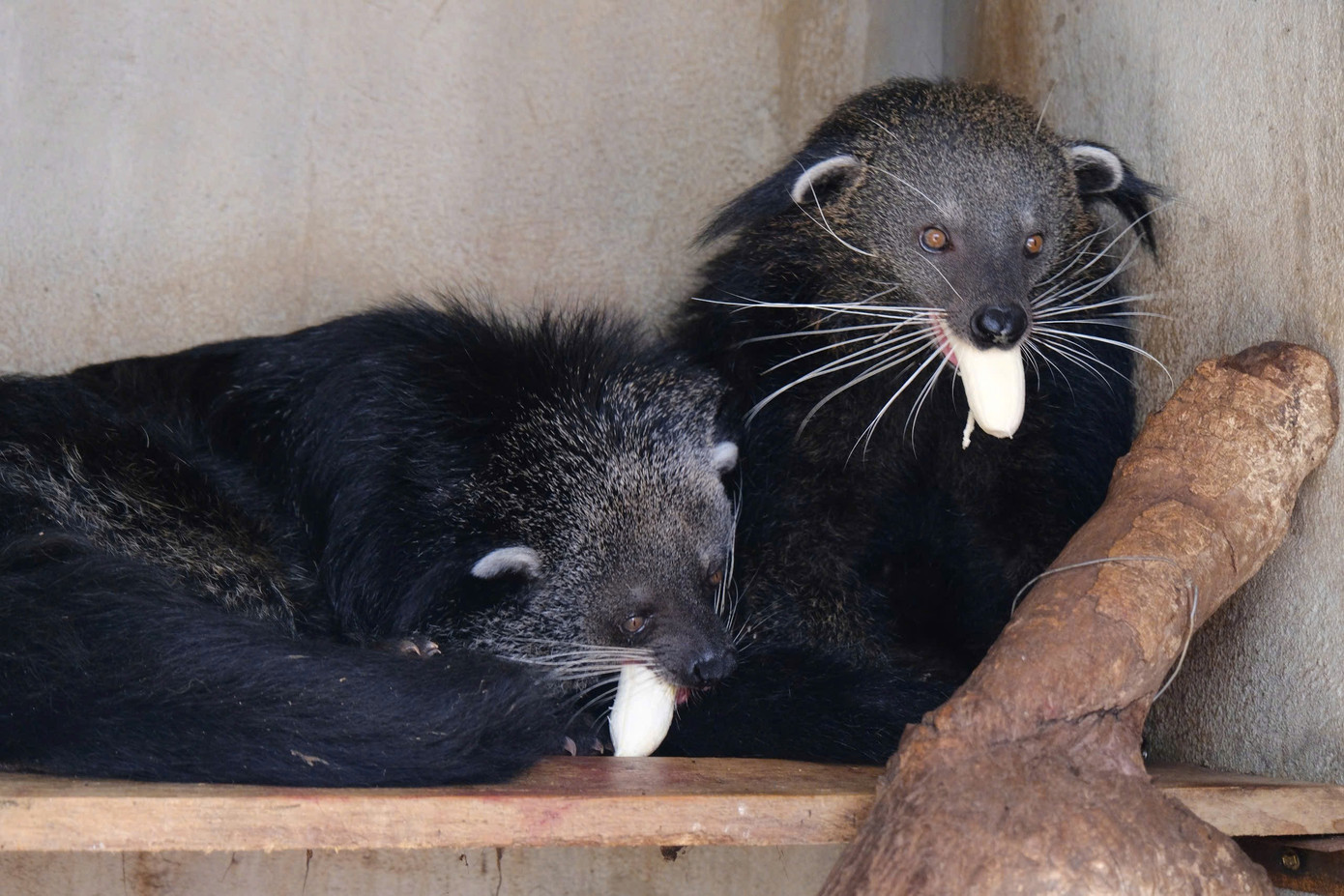 Sở hữu một cặp chồn gấu cách đây 17 năm, đến nay vườn thú ông Đại đã có thêm 38 cá thể mới.