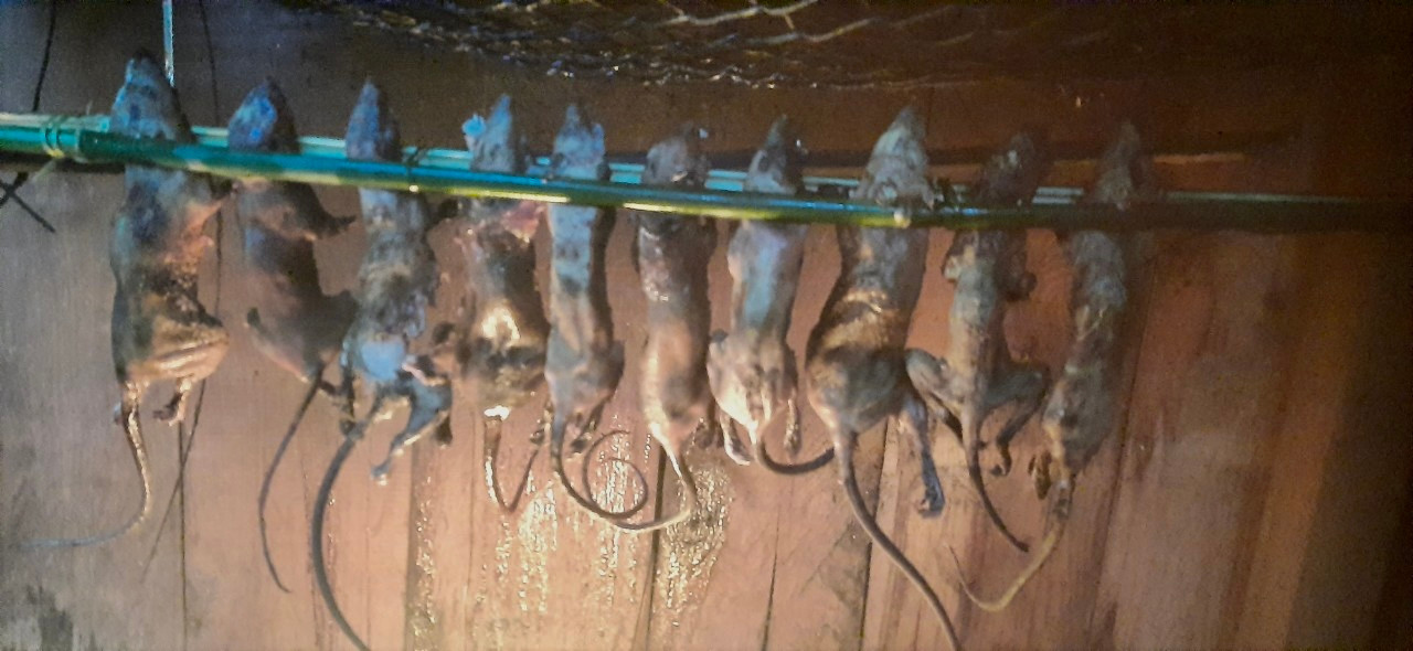 Chuột được bà con làm sạch, treo sẵn ở bếp. Chuột được bà con làm sạch, treo sẵn ở bếp.