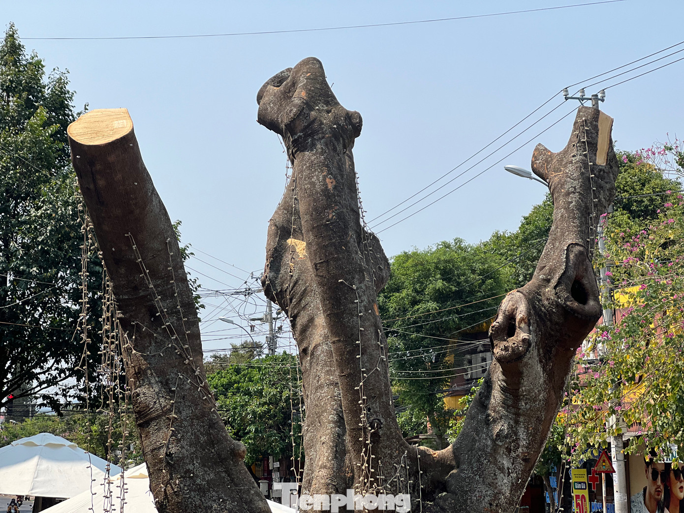 Theo Ban Quản lý dự án đầu tư xây dựng TP. Kon Tum, kế hoạch sẽ có 46 cây xanh bị đốn hạ. Trong đó trung bình chiều cao thân cây khoảng 10 m, đường kính (đo tại vị trí cách gốc 1,3 m) từ 0,5 m trở lên.