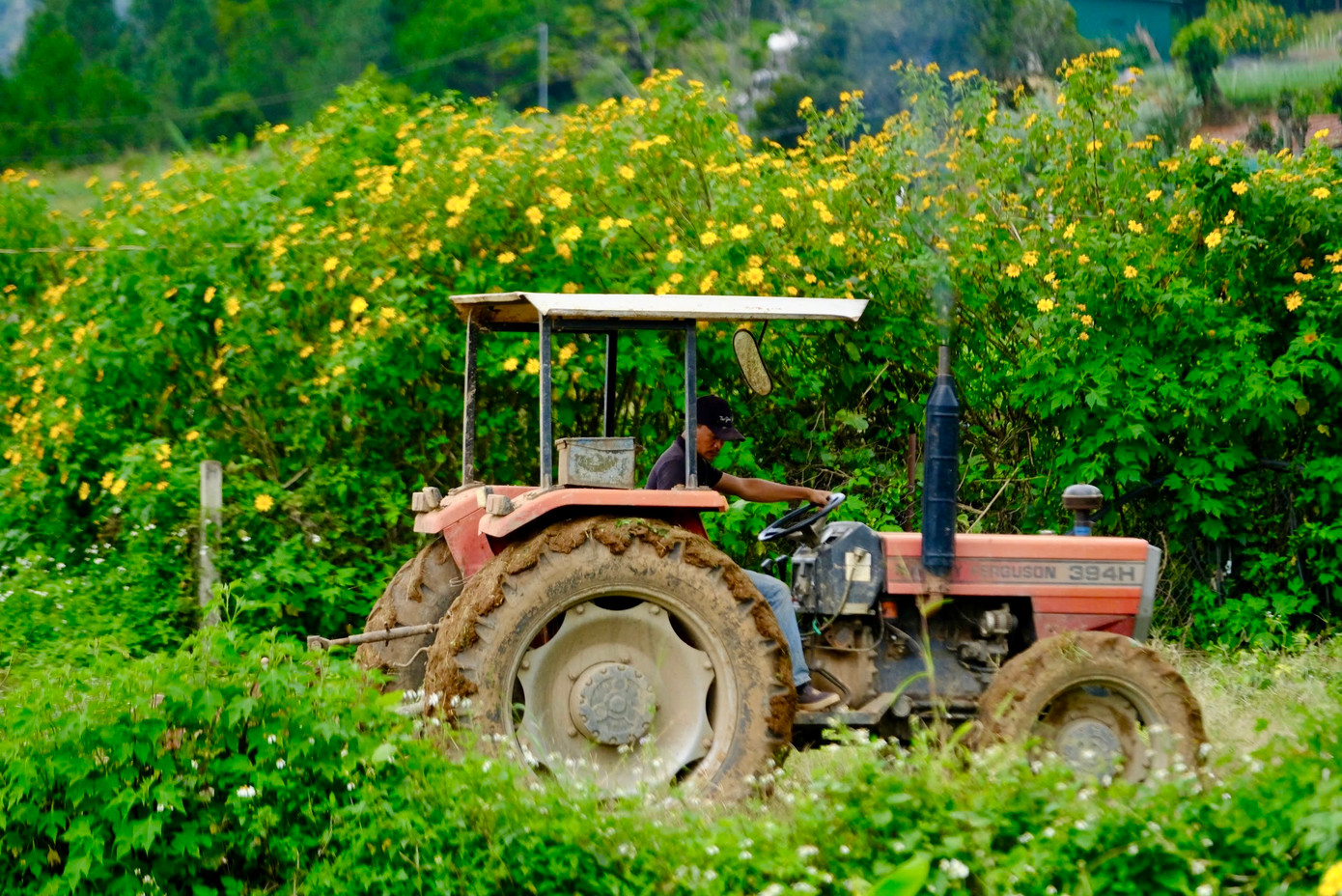 Hoa dã quỳ từng được người Pháp mang đến và từ lâu đã trở thành một phần không thể thiếu của thiên nhiên Đà Lạt.