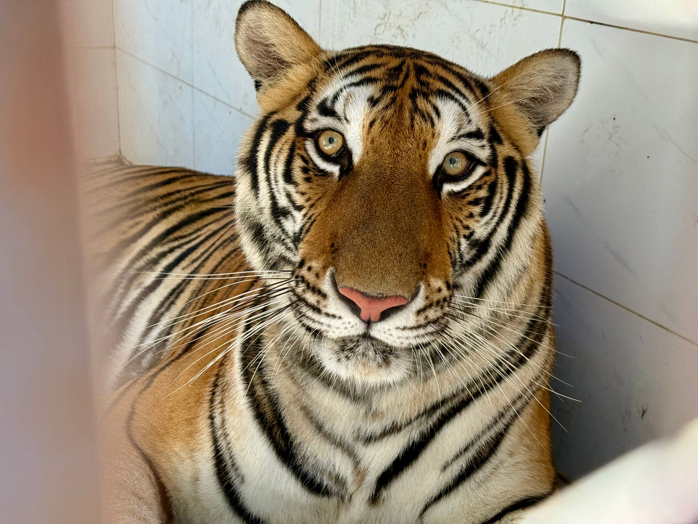 Ông Đại cho biết, năm 2010, một vườn thú tại TPHCM gặp khó khăn trong việc nuôi dưỡng, bảo tồn 2 cá thể hổ nên tìm đơn vị đủ điều kiện để chuyển nhượng. Ông đã mạnh dạn mua 2 cá thể hổ về bảo tồn.