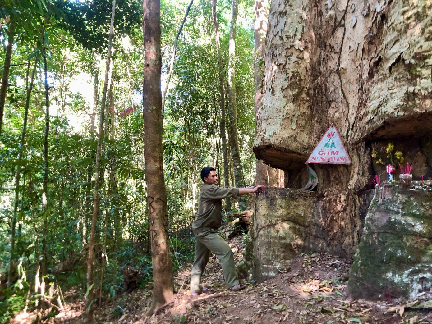 Vào tháng 12/2023, đại diện gần trăm hộ dân của 6 xã thuộc 2 huyện Đăk Tô và Tu Mơ Rông cùng Cty TNHH MTV Lâm nghiệp Đăk Tô ký biên bản cam kết bảo vệ rừng ngay dưới gốc cây này.