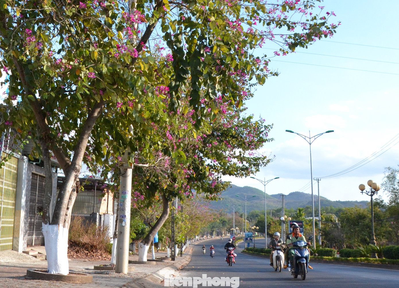 Đây cũng là loài cây được lựa chọn trồng nhiều trên các tuyến đường để tạo bóng mát và trang trí cảnh quan.