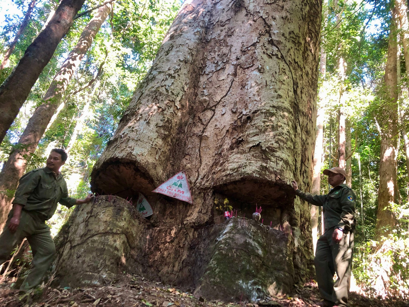 Anh A Thái - Phó trưởng Phân trường 2 (Công ty TNHH MTV Lâm nghiệp Đăk Tô) cho biết, mỗi tuần, bà con Xơ Đăng đều đặn cùng lực lượng bảo vệ rừng luân phiên canh gác ngày đêm. Trước đó, lâm tặc từng nhiều lần lén đốn hạ cây nhưng bất thành.