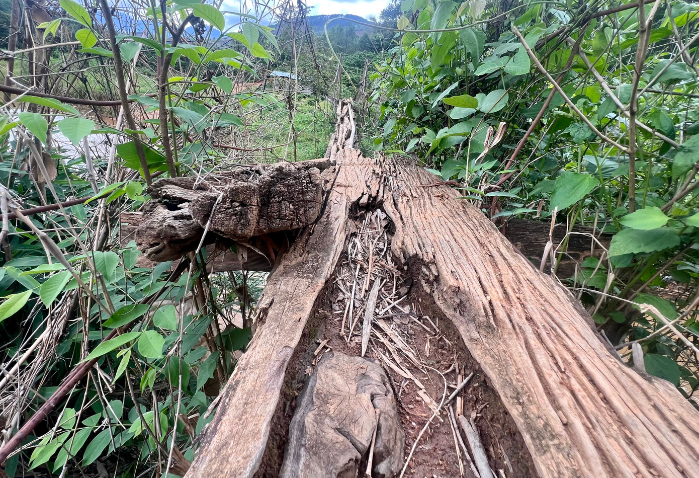 Ghi nhận tại cầu treo qua khu sản xuất ở thôn Đăk Lung (xã Kon Đào). Cầu bị xuống cấp nghiêm trọng.