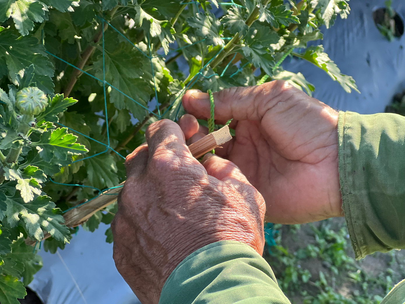 Chị My Thư (chủ vườn hoa tại tổ 3, phường Nguyễn Trãi) cho hay, công việc thời vụ mùa Tết khá dễ và nhàn hạ, lương lại cao nên thu hút rất đông người tới xin việc. Hiện trong vườn chị có 2 công nhân quê Bình Định, làm việc từ đầu tháng 1 tới nay.