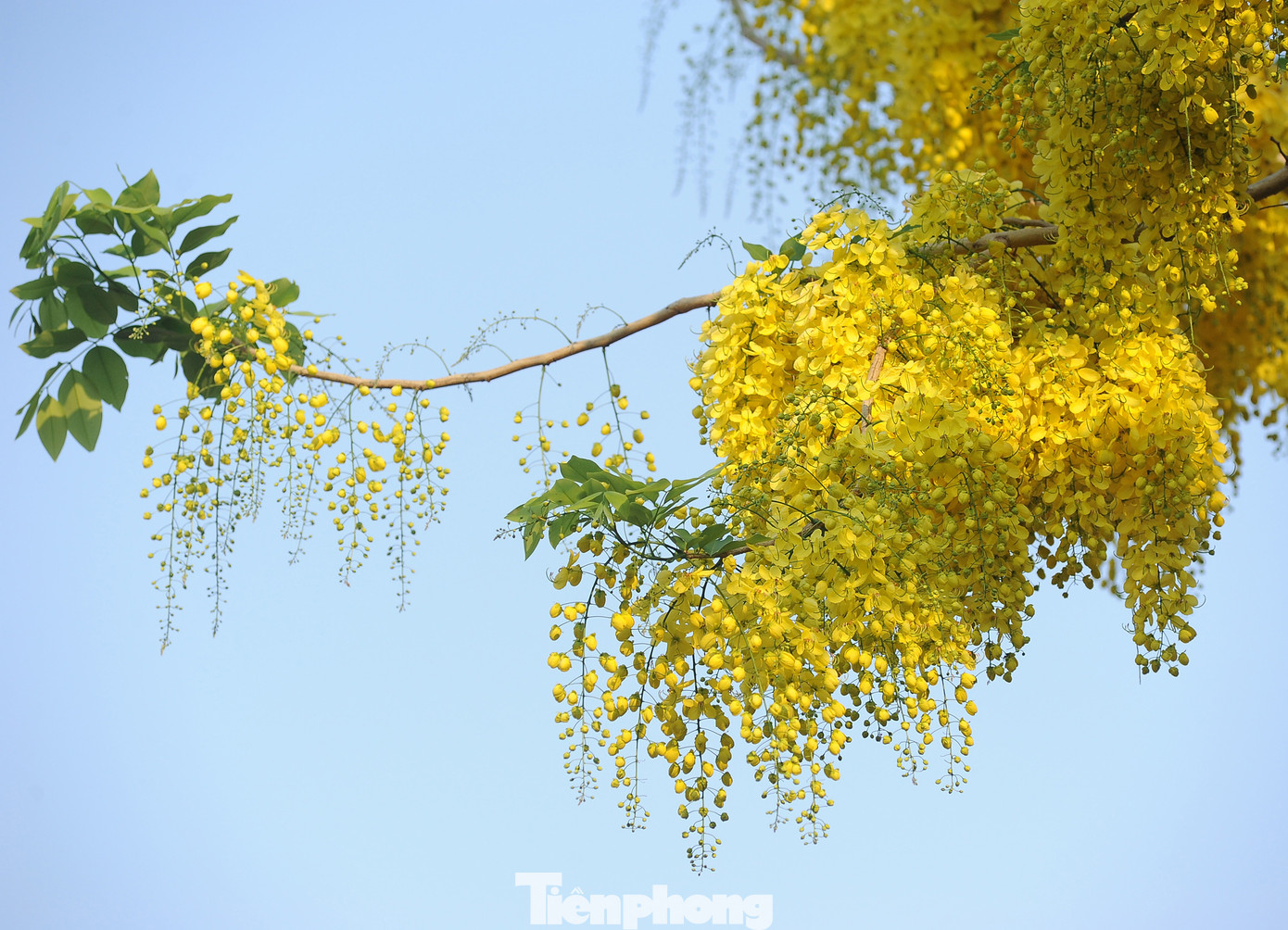 Muồng Hoàng Yến là loại cây có độ phổ biến cao, dễ dàng trồng ở nhiều vùng miền trên cả nước