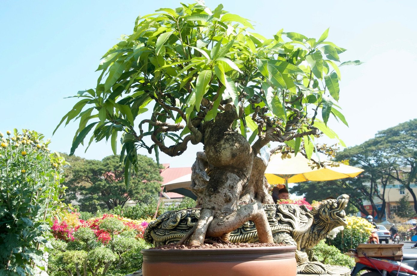 Cây xoài tượng bonsai có giá 20 triệu đồng.