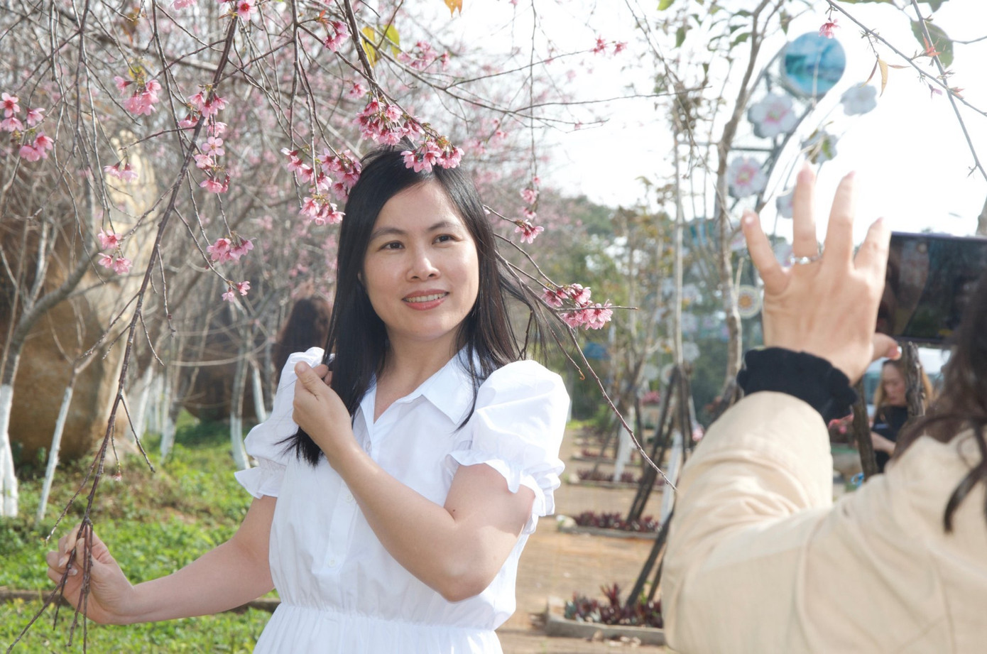 Hiện các loại đào khác đã bắt đầu nở rộ, một số cây hoa mai anh đào cũng bắt đầu nở.