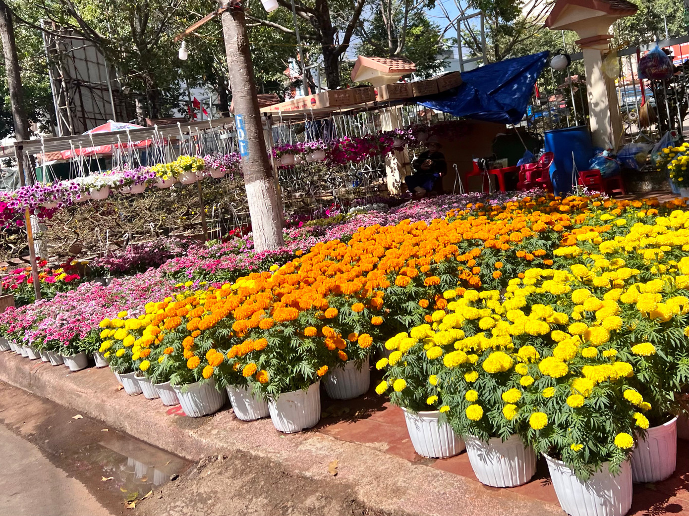 Tết Nguyên đán Giáp Thìn cận kề, các nhà vườn ở Đắk Lắk đã nhập về nhiều loại hoa, cây cảnh với số lượng lớn, đa dạng chủng loại, giá cả để phục vụ nhu cầu của người tiêu dùng.