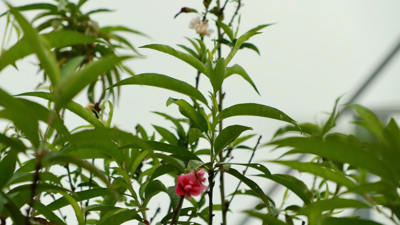 "Năm 2025, vườn đưa ra thị trường những gốc đào 3 màu. Điều đặc biệt, trên một cây đào sẽ có 2 màu hoa", ông Sang cho biết thêm.