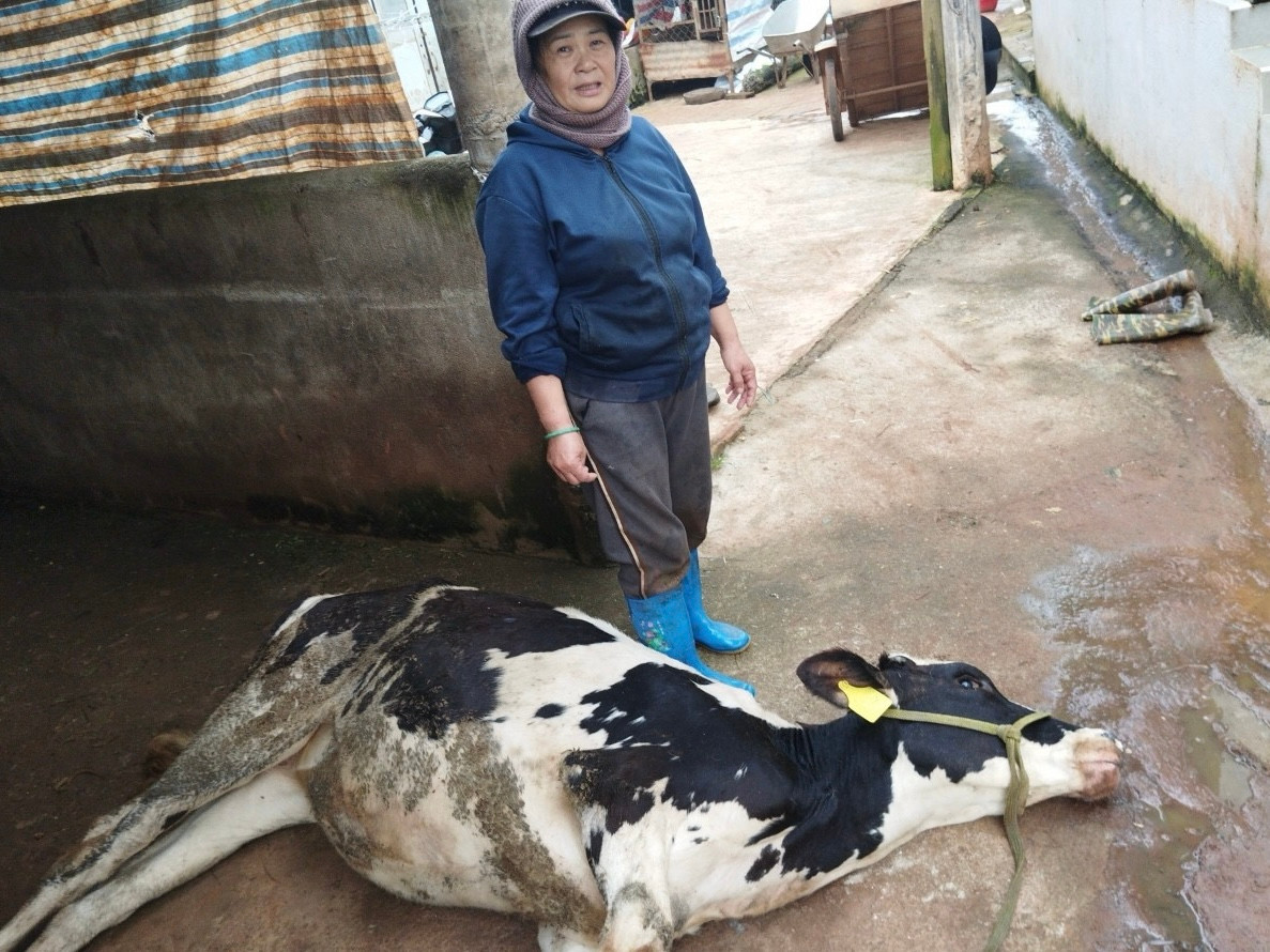 Người dân đau xót chứng kiến bò chết không rõ nguyên nhân
