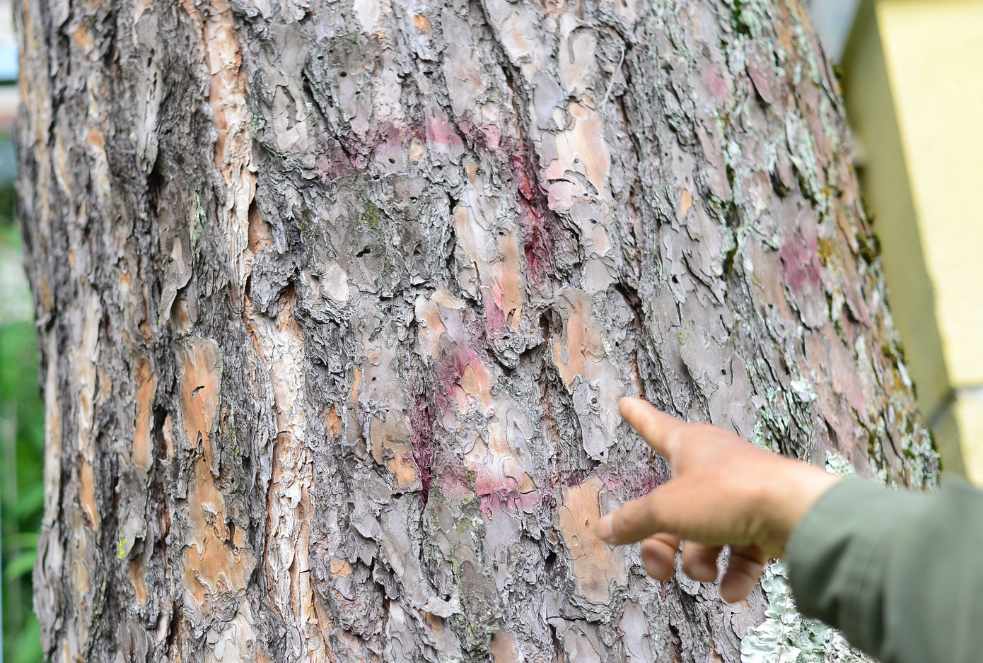 Theo đó, UBND thành phố Đà Lạt đã đề xuất chặt hạ 180 cây xanh. Trong đó có 108 cây thông ba lá (chiều cao trung bình 15m, đường kính 47cm), 62 cây sò cam đỏ (đường kính 20-30cm) và 10 cây gỗ tạp các loại.