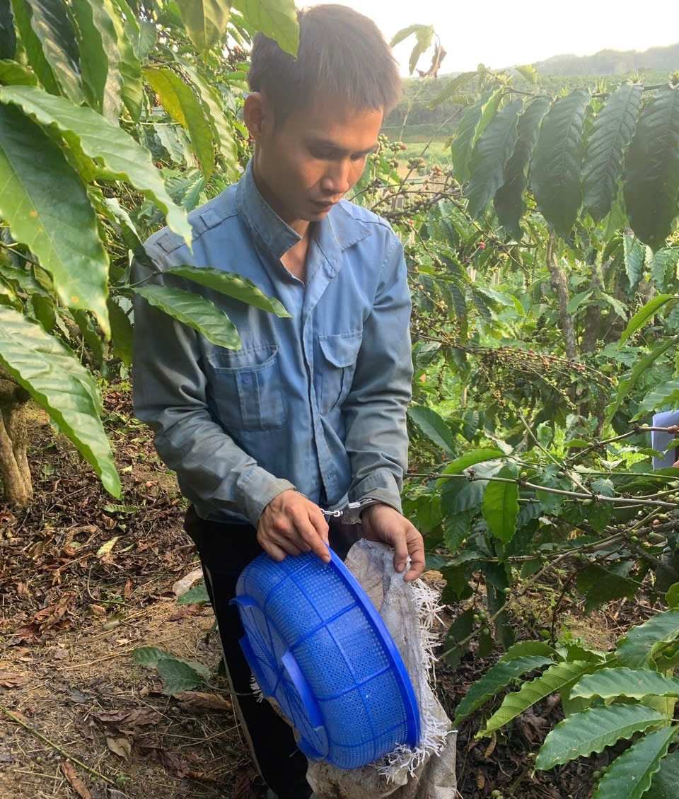 Lưu Xuân Kiên bị bắt khi đang vận chuyển cà phê vừa trộm đi tiêu thụ