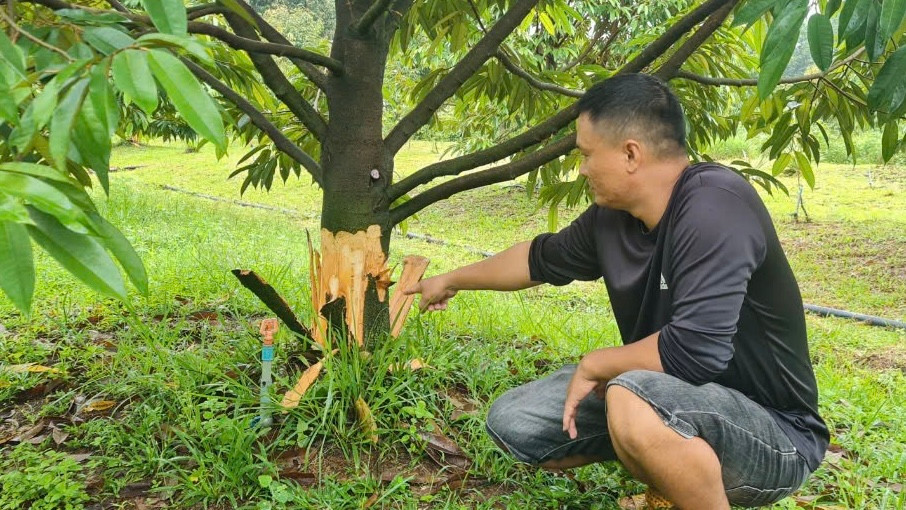 Vườn sầu riêng anh Trung gần 4 năm tuổi bị bóc vỏ dưới gốc