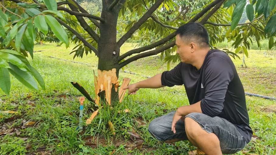 Vườn sầu riêng anh Trung gần 4 năm tuổi bị bóc vỏ dưới gốc