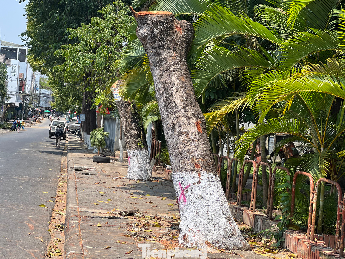"Việc 46 cây xanh bị đốn hạ nhằm mục đích chỉnh trang đô thị, cải tạo vỉa hè, hệ thống thoát nước, cây xanh và hệ thống điện đường. Dự án được Sở xây dựng cấp phép", Ban Quản lý dự án đầu tư xây dựng TP. Kon Tum cho hay.