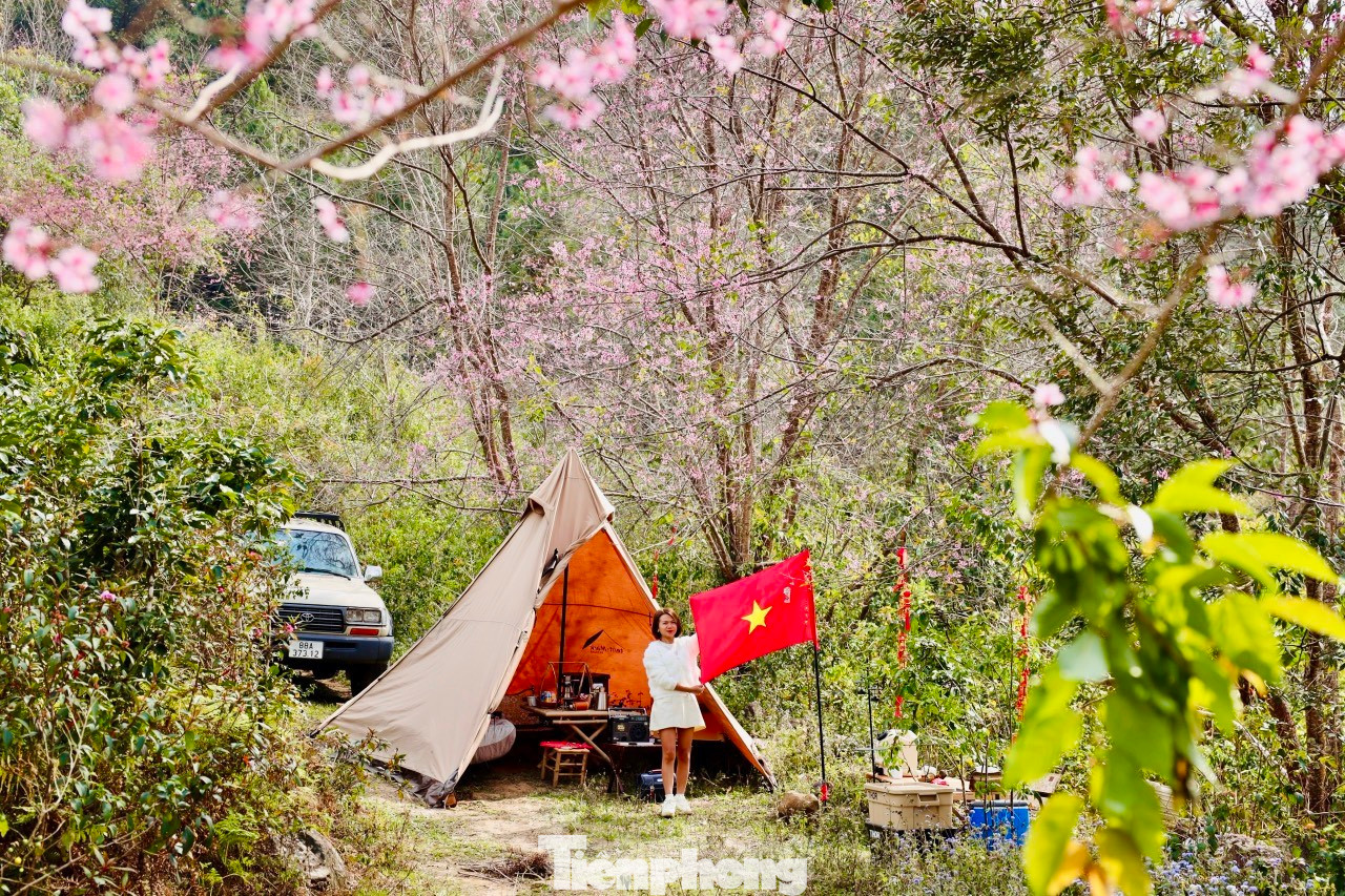 Nhiều du khách cắm trại ngắm hoa đào tại Đà Lạt.