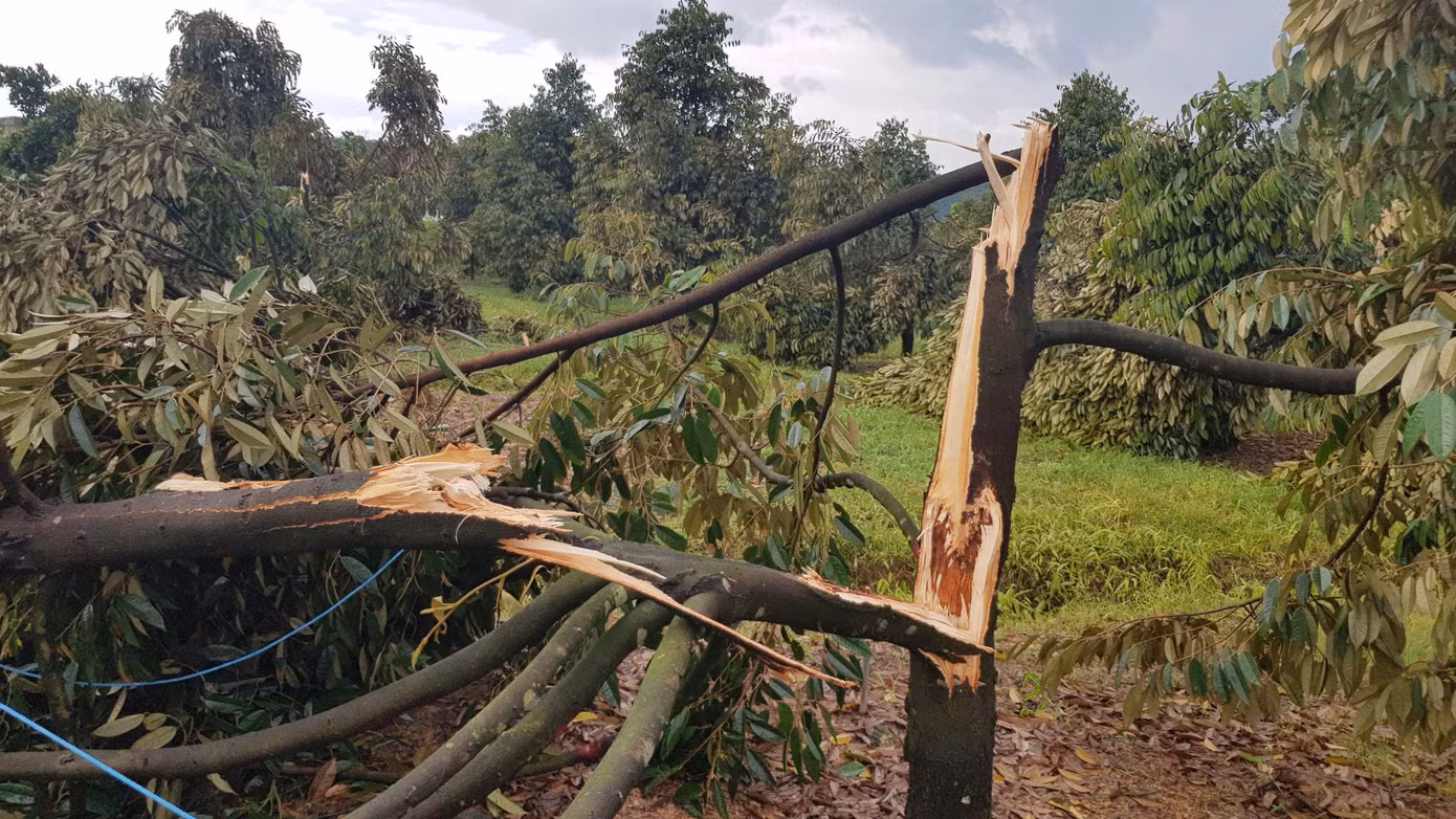 Mưa lớn kèm lốc xoáy đã làm bật gốc, gãy đổ hơn 300 cây trồng trên địa bàn huyện Đạ Tẻh