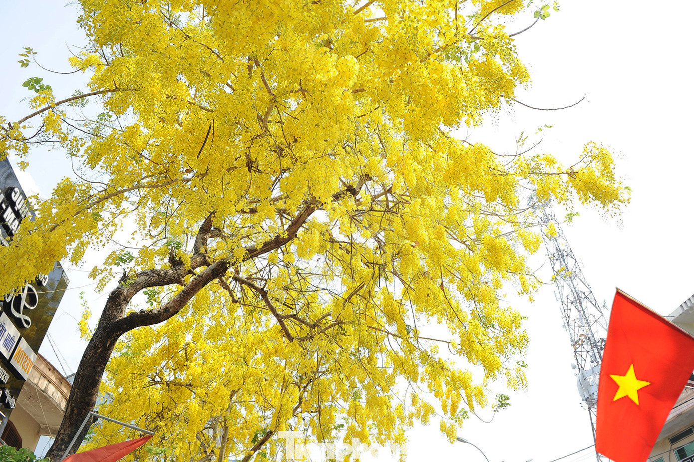 Sắc hoa thường có màu vàng đậm vào những ngày cuối tháng 4 và đầu tháng 5, khi cái nắng gay gắt sau hoa nhạt dần báo hiệu mùa mưa đến.