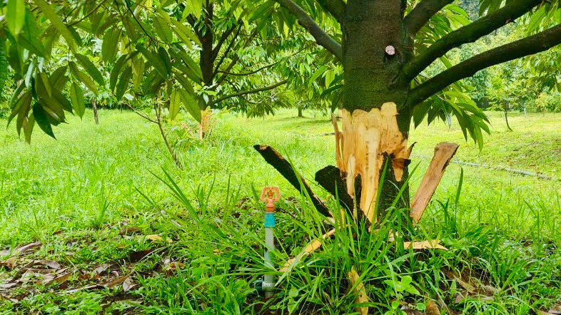 Hàng chục cây sầu riêng bị bóc vỏ gây thiệt hại rất lớn đến gia đình anh Trung