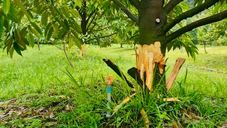 Hàng chục cây sầu riêng bị bóc vỏ gây thiệt hại rất lớn đến gia đình anh Trung