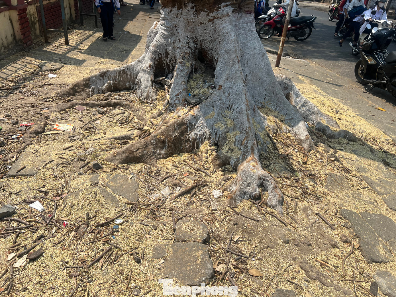 Theo chính quyền địa phương, việc trồng cây phượng trong thành phố không còn phù hợp với điều kiện, tình hình hiện tại.