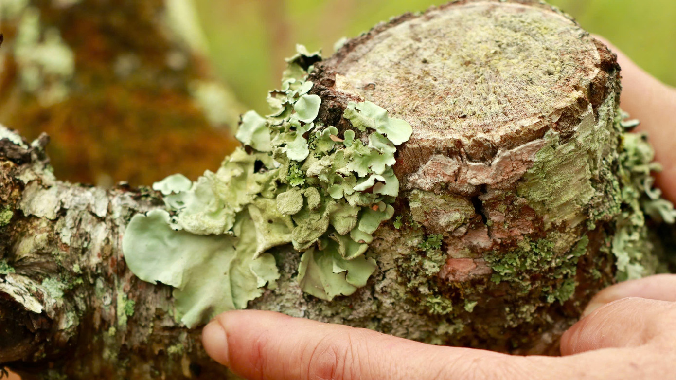 Ngoài cây cổ thụ đẹp, nhiều gốc đào phủ đầy rêu.