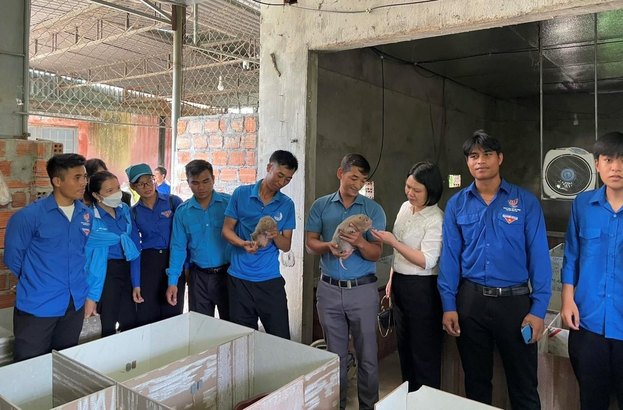 Trước đó, ngày 6/6, Trung tâm Hỗ trợ thanh niên tỉnh Kon Tum cũng đã tổ chức tập huấn “Chuyển giao khoa học kỹ thuật chăn nuôi dúi; kỹ thuật chăn nuôi heo rừng lai và cách phòng trừ dịch bệnh” cho hơn 100 thanh niên tại huyện Đăk Hà