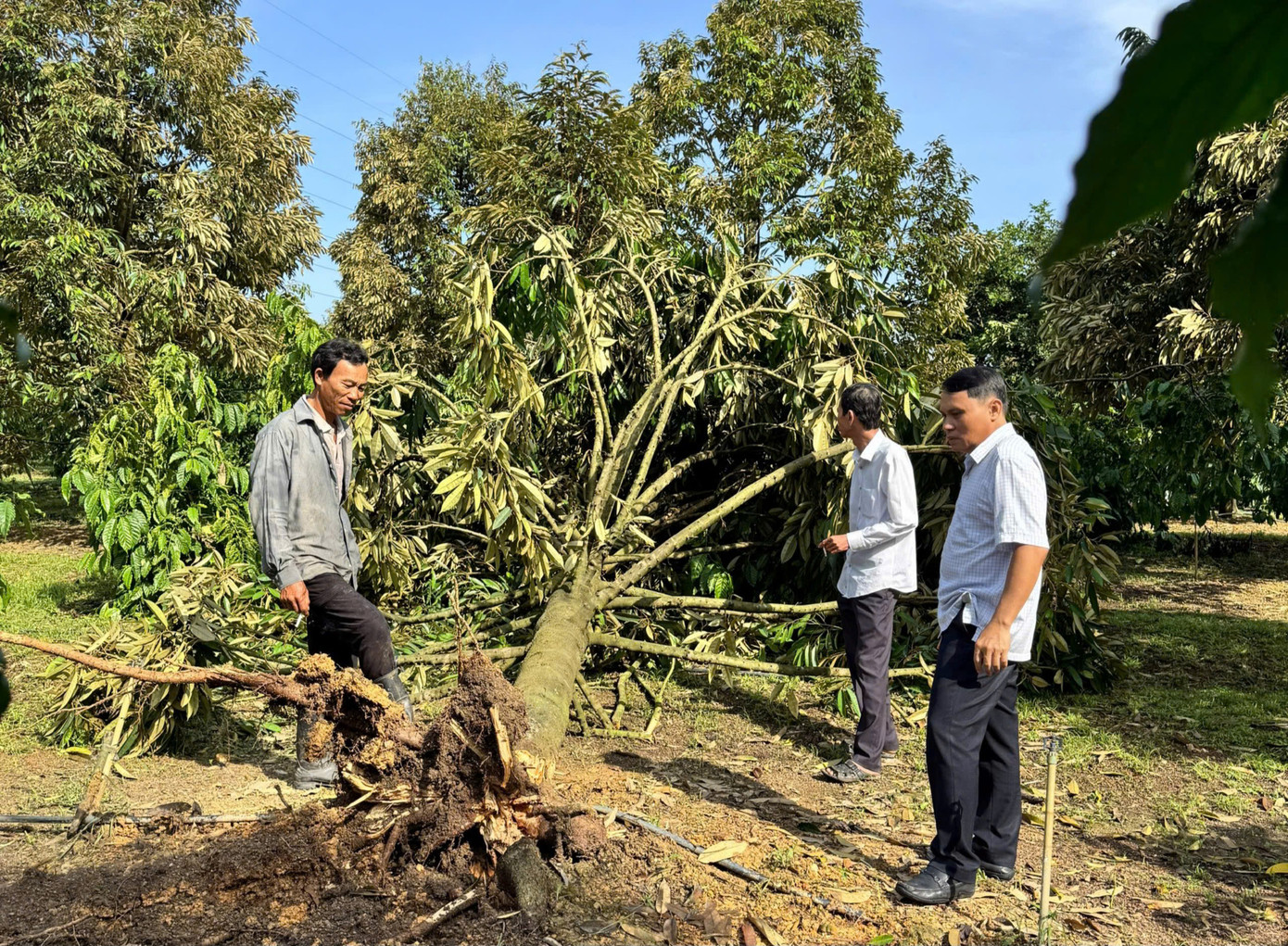 Lực lượng chức năng đi kiểm tra, thống kê số lượng cây trồng bật gốc
