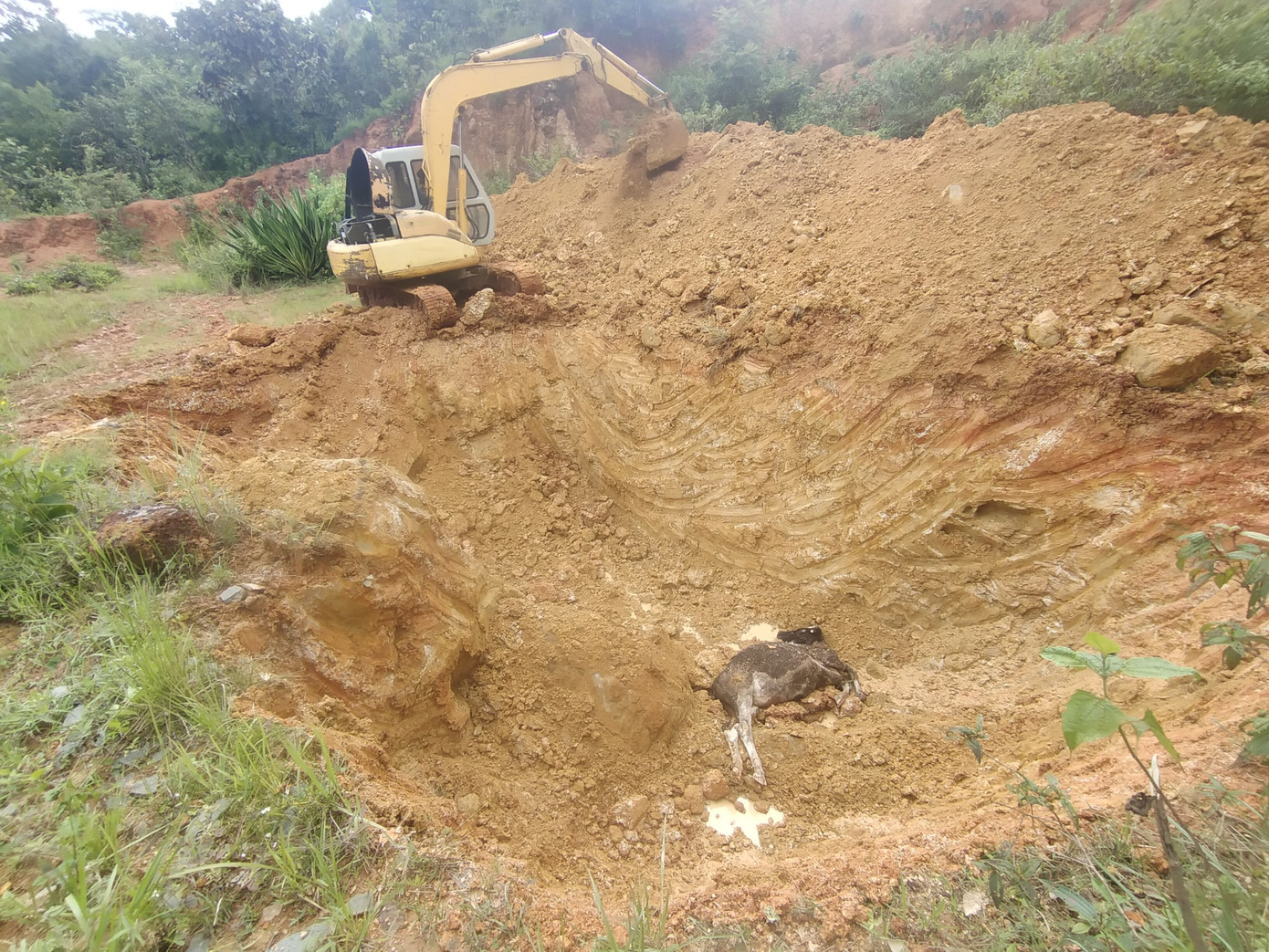 Tiêu hủy bò chết theo hướng dẫn của Bộ NN&amp;PTNT