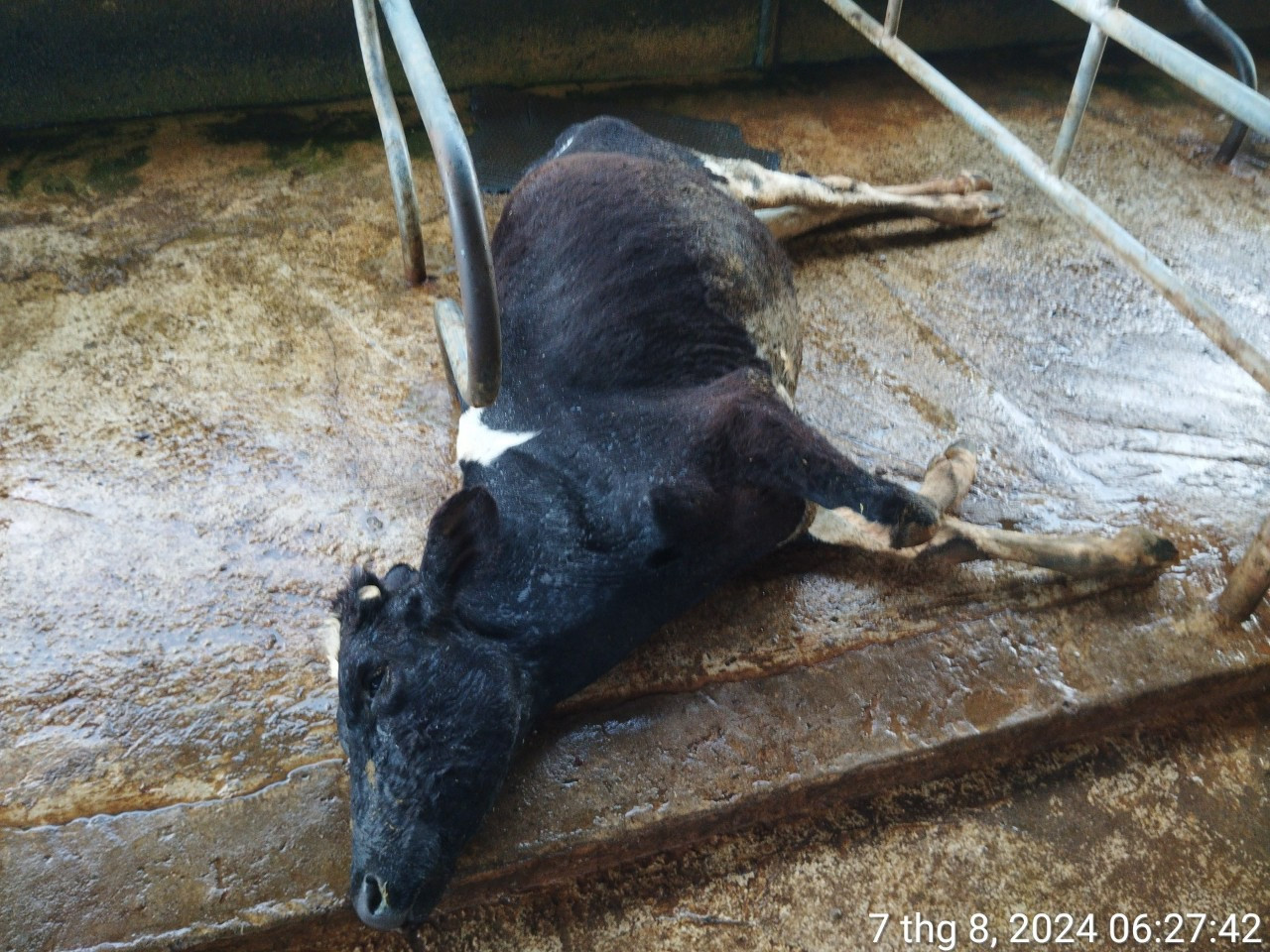 Số bò sữa chết vẫn đang tăng