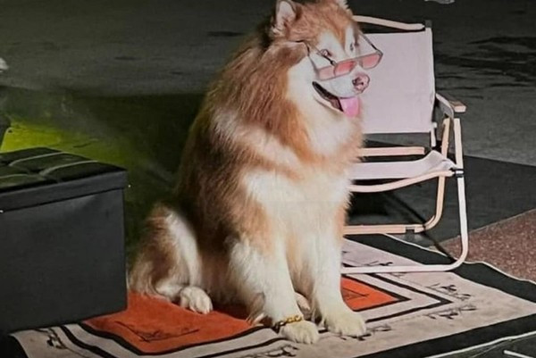 Nhiều du khách yêu cầu chấm dứt tình trạng chụp ảnh cùng các chú chó Nhiều du khách yêu cầu chấm dứt tình trạng chụp ảnh cùng các chú chó