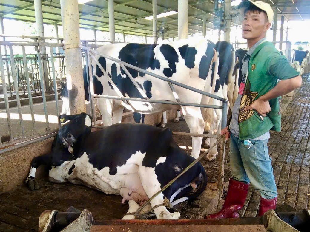 Số lượng bò chết vẫn đang tăng lên