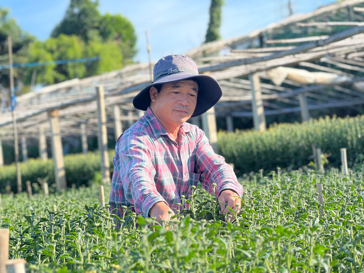 Theo ông Lê Tấn Sinh (chủ vườn hoa cúc ở Tổ 1, phường Nguyễn Trãi), mỗi năm, gia đình đều thuê tầm 10-15 nhân công ngắt nụ hoa, lặt lá với mức thù lao từ 180.000 - 200.000 đồng/ngày. Nhân công chủ yếu là phụ nữ, vì công việc cần sự tỉ mỉ, cẩn trọng. Trong đó có nhiều công nhân ngoại tỉnh, như Phú Yên, Bình Định, Quảng Ngãi,..