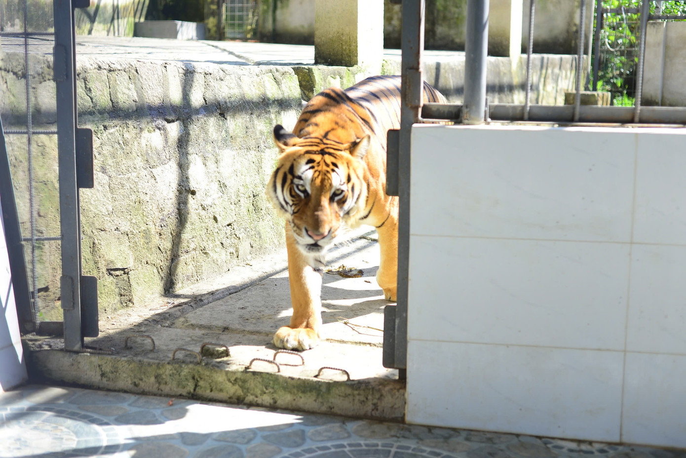 Một cán bộ xã Hiệp An, huyện Đức Trọng xác nhận, gia đình ông Phan Đắc Mậu Đại được cơ quan chức năng cấp phép nuôi nhốt, bảo tồn động vật. Toàn bộ động vật trong vườn thú nhà ông Đại có giấy tờ, pháp lý rõ ràng.