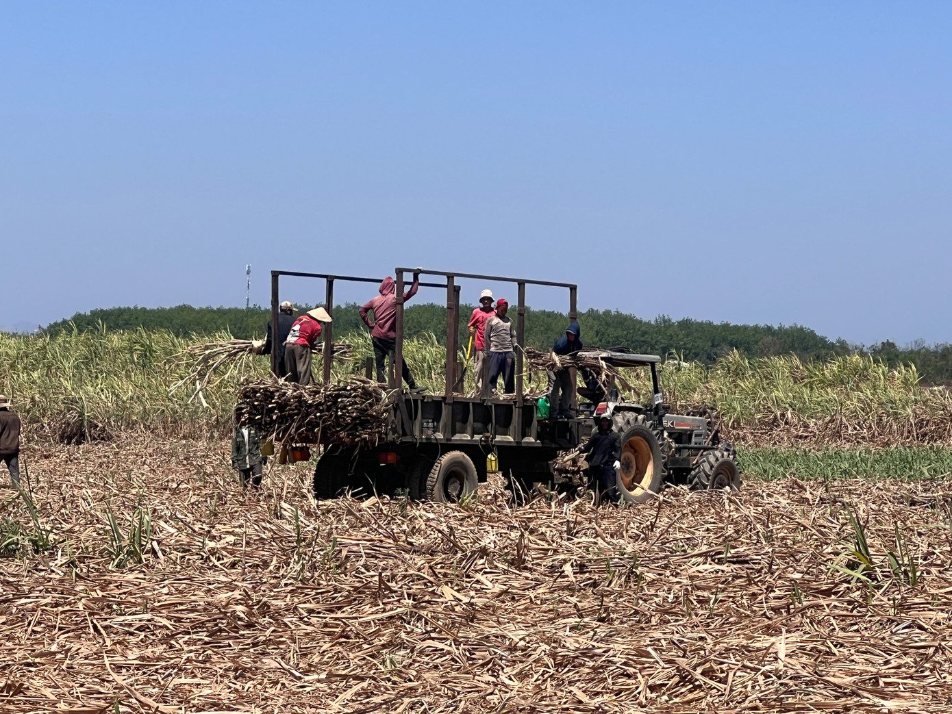 Mặc dù hơn 12 giờ trưa nhưng nhiều lao động vẫn phải đội nắng bốc, kiểm đếm số lượng mía đã chặt được. Đây là công đoạn cuối cùng trong một buổi.